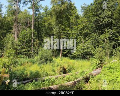 Białowieża (Provincia di Podlasie, Repubblica di Polonia) Foto Stock