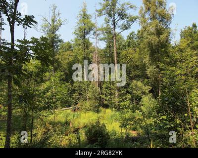 Białowieża (Provincia di Podlasie, Repubblica di Polonia) Foto Stock