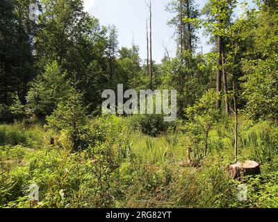 Białowieża (Provincia di Podlasie, Repubblica di Polonia) Foto Stock