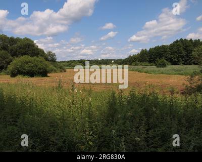 Białowieża (Provincia di Podlasie, Repubblica di Polonia) Foto Stock