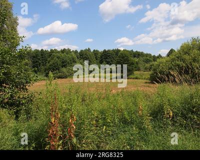 Białowieża (Provincia di Podlasie, Repubblica di Polonia) Foto Stock