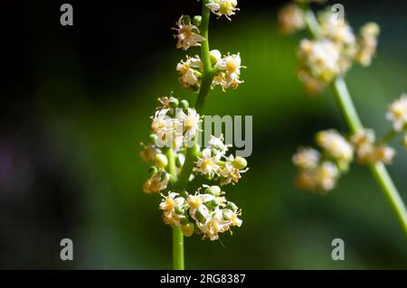 Primo piano dei fiori di Kedondong, ambarella o prugna di giugno (Spondias dulcis), a fuoco superficiale. Foto Stock