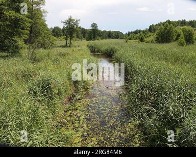 Białowieża (Provincia di Podlasie, Repubblica di Polonia) Foto Stock