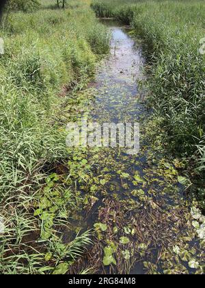 Białowieża (Provincia di Podlasie, Repubblica di Polonia) Foto Stock