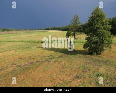 Białowieża (Provincia di Podlasie, Repubblica di Polonia) Foto Stock