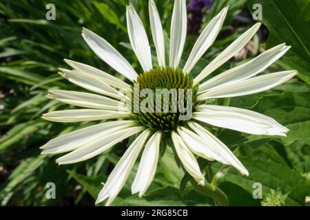 White Coneflower, Flower, Echinacea "White Swan" Foto Stock