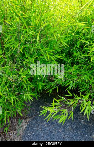 Bambù Fargesia murielae, Evergreen, Fargesia bamboo Foto Stock