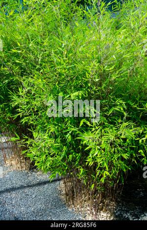 Bambù Fargesia murielae, Evergreen, Fargesia bamboo Foto Stock