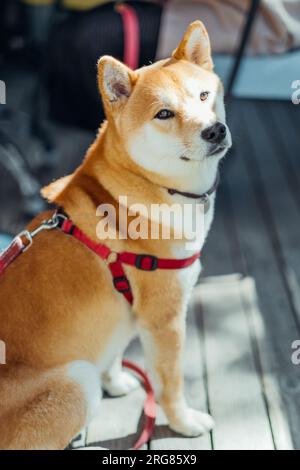 Il cane Shiba inu aspetta il suo proprietario in un caffè in cui sono ammessi gli animali domestici. Foto Stock