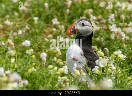 Bellissimo pulcino seduto in erba verde e fiori bianchi al sole ai lati della tana a guardia dai predatori Foto Stock