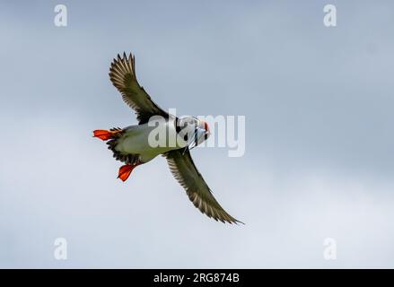 Simpatico Puffin che vola nel cielo blu senza nuvole con anguille di sabbia nel becco Foto Stock