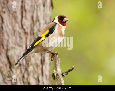 Bellissime piume colorate di piumaggio su un piccolo uccello di goldfinch arroccato su un ramo nel bosco con sfondo naturale della foresta Foto Stock