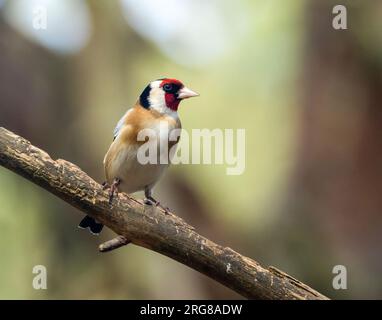 Bellissime piume colorate di piumaggio su un piccolo uccello di goldfinch arroccato su un ramo nel bosco con sfondo naturale della foresta Foto Stock