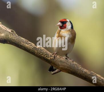 Bellissime piume colorate di piumaggio su un piccolo uccello di goldfinch arroccato su un ramo nel bosco con sfondo naturale della foresta Foto Stock
