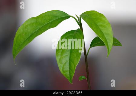 Il germoglio di avocado cresce dal seme in un bicchiere d'acqua. Foto Stock