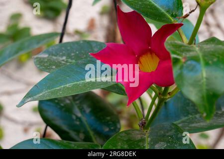 Primo piano di un fiore di mandevilla rosso brillante (Mandevilla splendens) che cresce in un giardino a Jaffa, in Israele, a luglio Foto Stock