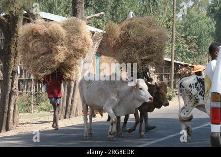 Bestiame nella regione del Nilo Azzurro in Etiopia il Nilo Azzurro è un fiume originario del lago Tana in Etiopia. È uno dei due principali affluenti di Foto Stock