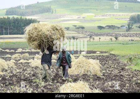 Raccolta nella regione del Nilo Azzurro in Etiopia il Nilo Azzurro è un fiume originario del lago Tana in Etiopia. È uno dei due principali affluenti Foto Stock