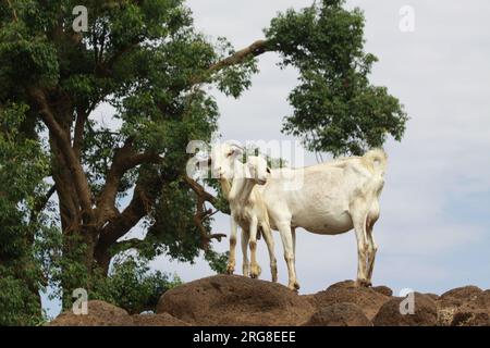 Capre nella regione del Nilo Azzurro in Etiopia il Nilo Azzurro è un fiume originario del lago Tana in Etiopia. È uno dei due principali affluenti del Foto Stock