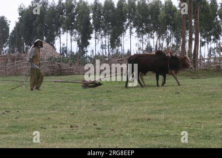 Arare un campo con una squadra di buoi nella regione del Nilo Azzurro in Etiopia, il Nilo Azzurro è un fiume originario del lago Tana in Etiopia. E' uno di Foto Stock