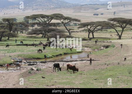 Bestiame nella regione del Nilo Azzurro in Etiopia il Nilo Azzurro è un fiume originario del lago Tana in Etiopia. È uno dei due principali affluenti di Foto Stock