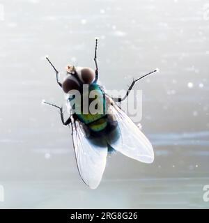 Comune (housefly Musca domestica) closeup. La testa (sinistra) è dominato da una coppia di grandi occhi composti (marrone), ogni occhio composto da circa 4000 imag Foto Stock