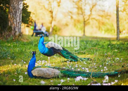 Pavoni nel parco Bagatelle di Bois de Boulogne a Parigi, Francia Foto Stock