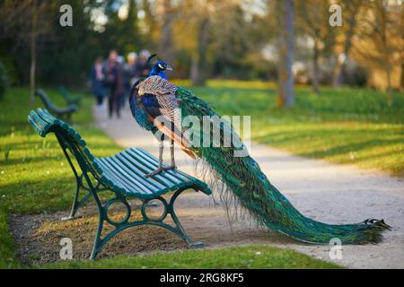 Peacock seduto sulla panchina nel parco Bagatelle di Bois de Boulogne a Parigi, in Francia Foto Stock