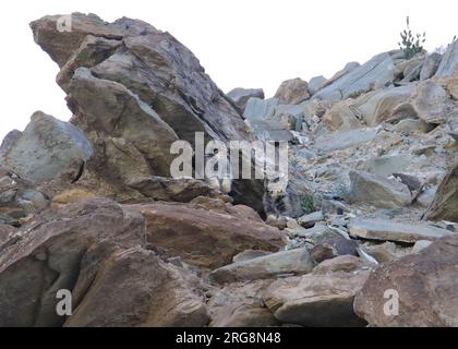 Due gattini vicino alla loro tana. LADAKH; INDIA: Immagini SCONCERTANTI mostrano quattro Pallas mimetizzate finemente? gatti nascosti tra un affioramento roccioso. In un'immagine, Foto Stock