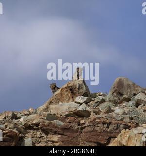 Due gattini che scalano una roccia. LADAKH; INDIA: Immagini SCONCERTANTI mostrano quattro Pallas mimetizzate finemente? gatti nascosti tra un affioramento roccioso. In un'immagine Foto Stock