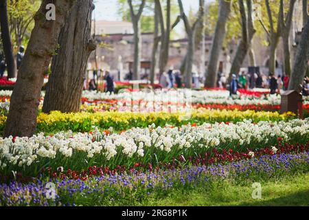 Vari fiori in fiore nel parco Gulhane, un parco urbano storico nel quartiere Eminonu di Istanbul, Turchia Foto Stock