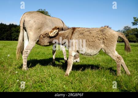 L'asino sta bevendo latte da sua madre Foto Stock