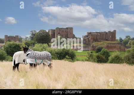 Due cavalli nel paesaggio circostante al castello di Kenilworth Foto Stock