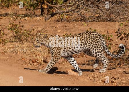 Un leopardo singolo adulto cammina volutamente al sole mattutino Foto Stock