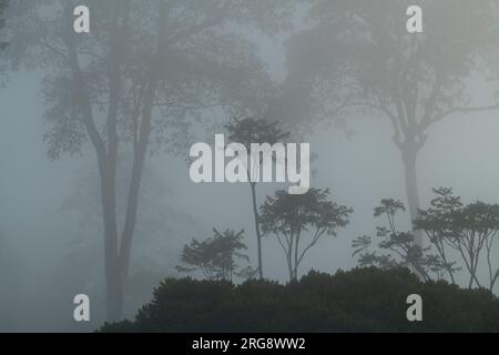 Fitta foresta pluviale tropicale ricoperta di nebbia, Costa Rica, America centrale - foto ufficiale Foto Stock