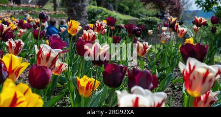 Tulipani che fioriscono in primavera, letto giardino di tulipani colorati primo piano Foto Stock