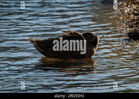 Un'anatra che si pulisce nel lago. Foto Stock