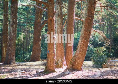 Splendida foresta di cedri (la foret des cedres) con ottimi sentieri per escursioni a piedi e a piedi e viste panoramiche vicino a Bonnieux, Luberon, Provenza, Franc meridionale Foto Stock