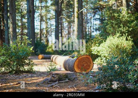 Splendida foresta di cedri (la foret des cedres) con ottimi sentieri per escursioni a piedi e a piedi e viste panoramiche vicino a Bonnieux, Luberon, Provenza, Franc meridionale Foto Stock
