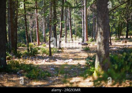 Splendida foresta di cedri (la foret des cedres) con ottimi sentieri per escursioni a piedi e a piedi e viste panoramiche vicino a Bonnieux, Luberon, Provenza, Franc meridionale Foto Stock
