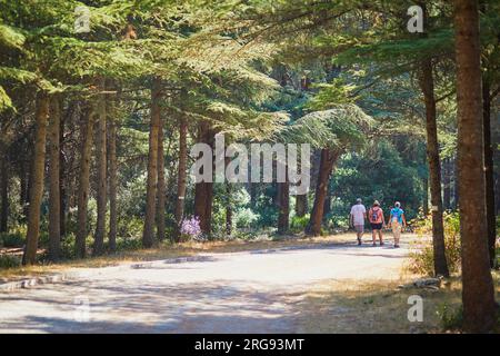 Splendida foresta di cedri (la foret des cedres) con ottimi sentieri per escursioni a piedi e a piedi e viste panoramiche vicino a Bonnieux, Luberon, Provenza, Franc meridionale Foto Stock