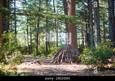 Splendida foresta di cedri (la foret des cedres) con ottimi sentieri per escursioni a piedi e a piedi e viste panoramiche vicino a Bonnieux, Luberon, Provenza, Franc meridionale Foto Stock