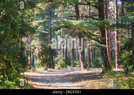 Splendida foresta di cedri (la foret des cedres) con ottimi sentieri per escursioni a piedi e a piedi e viste panoramiche vicino a Bonnieux, Luberon, Provenza, Franc meridionale Foto Stock