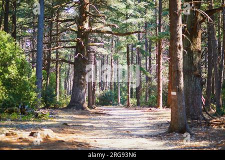 Splendida foresta di cedri (la foret des cedres) con ottimi sentieri per escursioni a piedi e a piedi e viste panoramiche vicino a Bonnieux, Luberon, Provenza, Franc meridionale Foto Stock