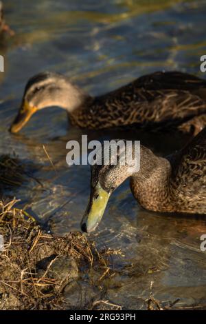 Duck che guarda una piccola rana in un lago. Foto Stock