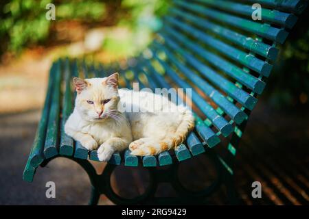 Gatto bianco sdraiato sulla panchina all'aperto Foto Stock