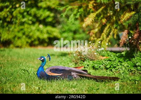 Pavoni nel parco Bagatelle di Bois de Boulogne a Parigi, Francia Foto Stock