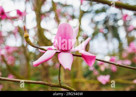 magnolia rosa gigante in piena fioritura nel parco floreale di Bois de Vincennes, Parigi, Francia Foto Stock