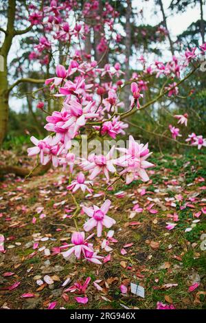 magnolia rosa gigante in piena fioritura nel parco floreale di Bois de Vincennes, Parigi, Francia Foto Stock