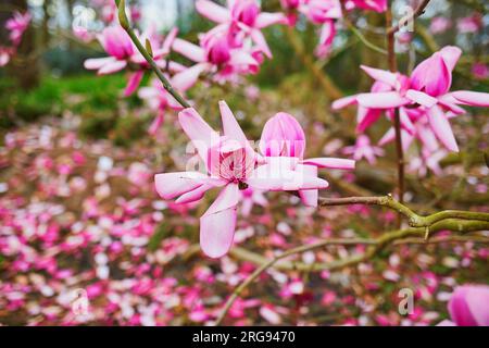 magnolia rosa gigante in piena fioritura nel parco floreale di Bois de Vincennes, Parigi, Francia Foto Stock